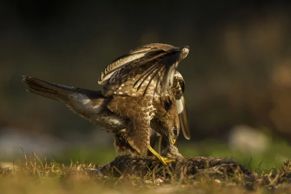 Buzzard comum — Fotografia de Stock