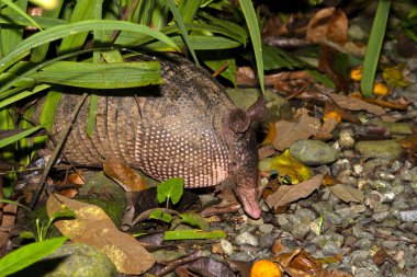 Armadillo