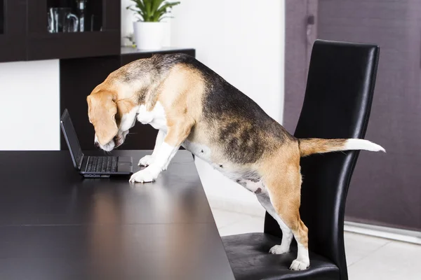 Pies za pomocą komputera — Zdjęcie stockowe