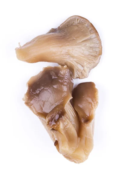 İstiridye mantarı.