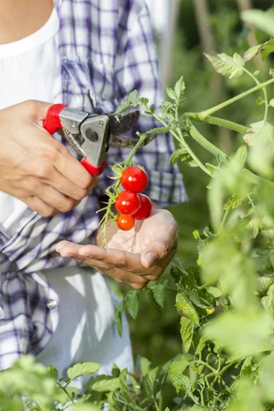 Coleta de tomate cereja — Fotografia de Stock