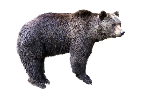 Braunbär — Stockfoto