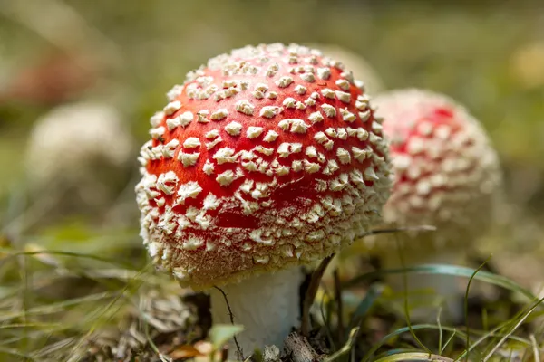 Amanita. —  Fotos de Stock