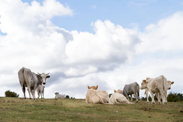 Una vaca está pastando —  Fotos de Stock