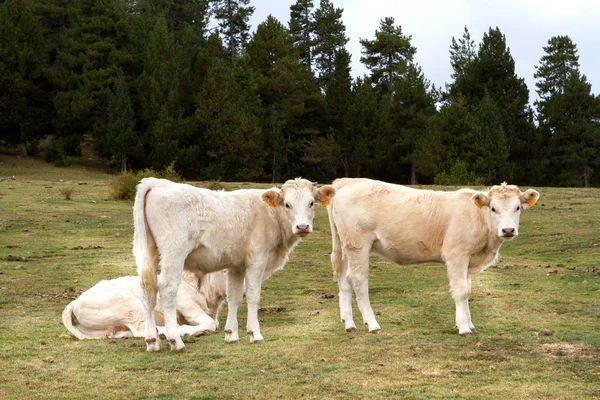 Vacas mirando a la cámara —  Fotos de Stock