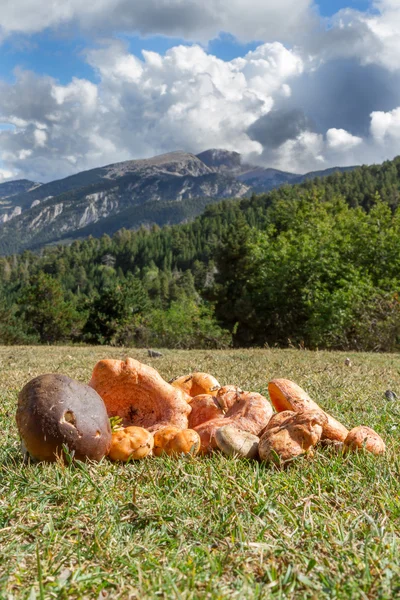 Champiñones en pirineos españoles —  Fotos de Stock