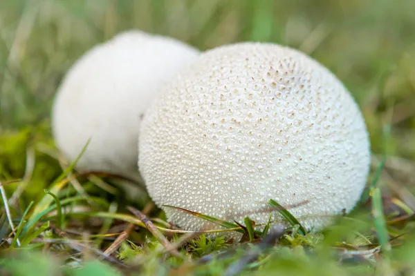Puffball — Stock Image Puffball Stock Image