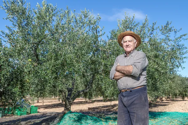 Farmer of olives — Stock Photo, Image