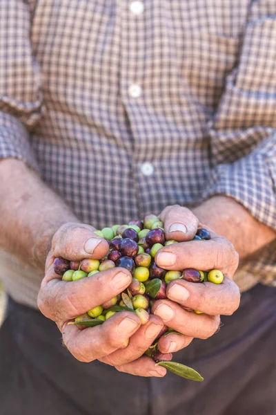 Hands of farmer with olives — Stock Photo, Image