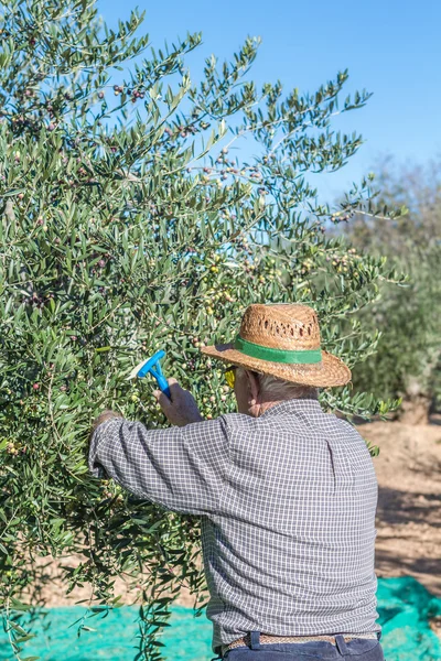 Harvest of olives — Stock Photo, Image