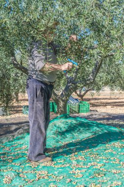 yaşlı çiftçi ve zeytin