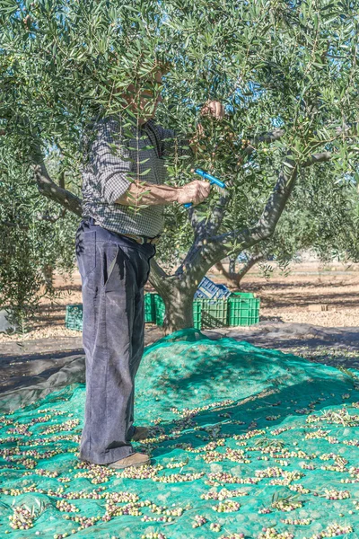 Vieil agriculteur et olives — Photo