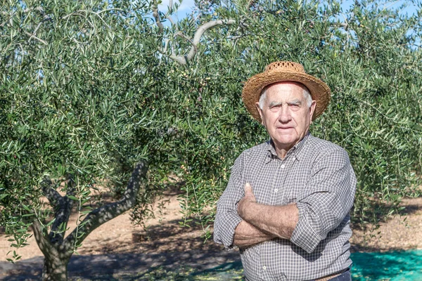 Old farmer and olives for oil — Stock Photo, Image