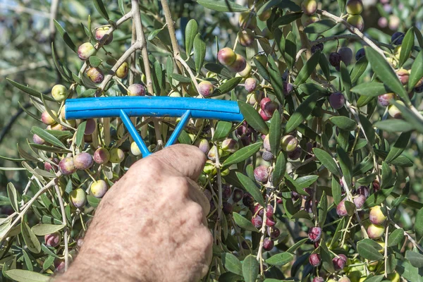 Olives for oil — Stock Photo, Image