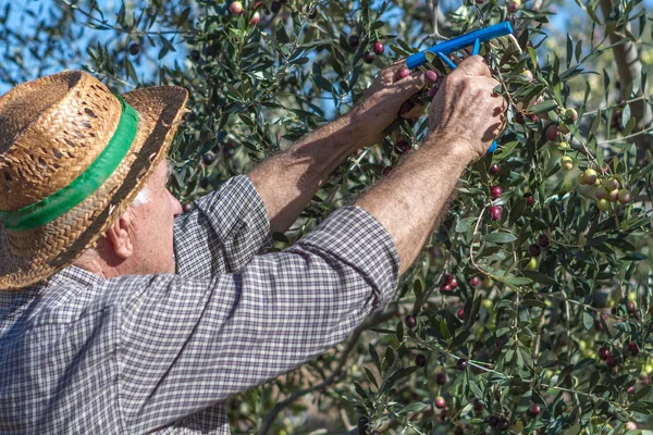 Agriculteur et olives — Photo