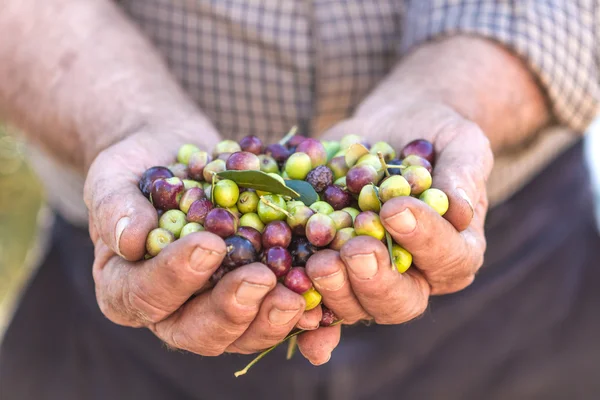 Aceitunas — Foto de Stock