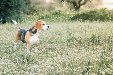 dişi beagle