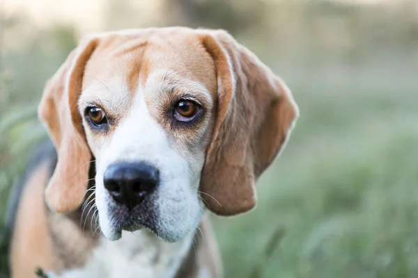 Beagle — Fotografie, imagine de stoc