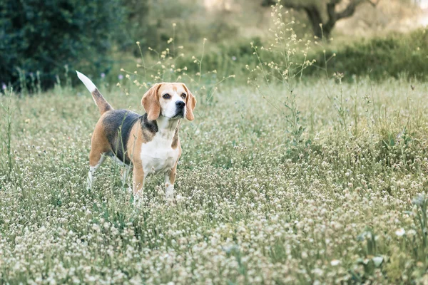 Beagle în câmp — Fotografie, imagine de stoc
