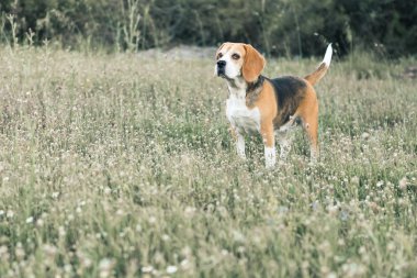 av köpeği