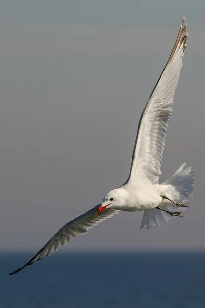 Audouin seagull — Stock Photo, Image