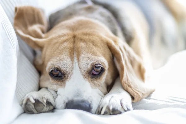 Beagle auf dem Sofa lizenzfreie Stockbilder