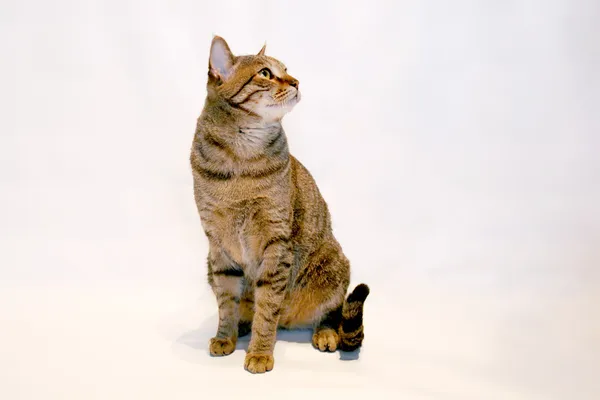 Симпатичный табби-кот, типичный европейский кот — стоковое фото
