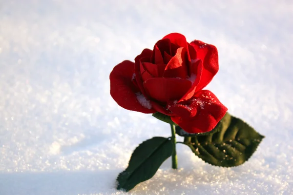 Vacker röd ros i snö i en vinterdag Royaltyfria Stockfoton