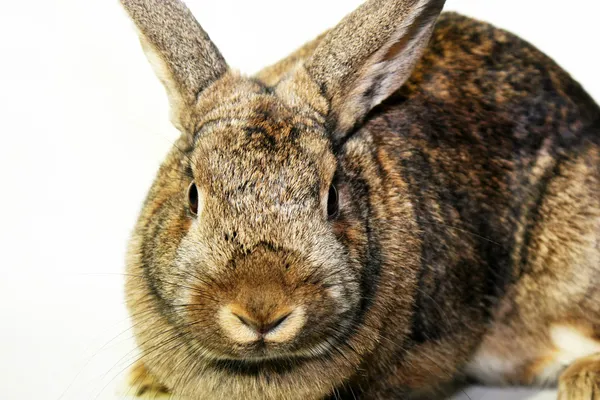 Conejo enano rex (Oryctolagus cuniculus) con orejas largas posando — Foto de Stock