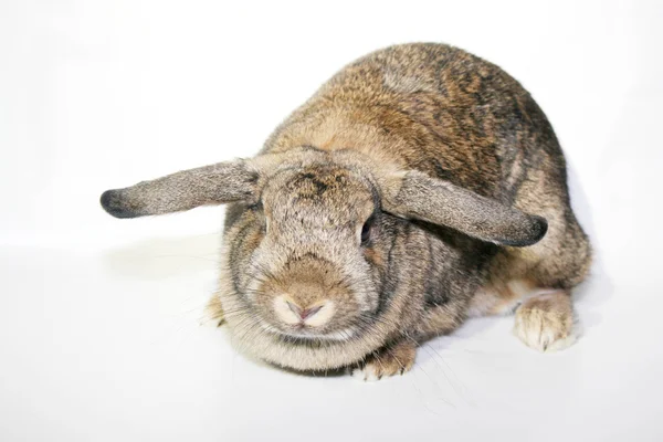 Conejo enano rex (Oryctolagus cuniculus) con orejas largas posando — Foto de Stock