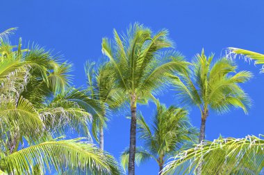 Mavi gökyüzü palmiye ağaçları ve güzel türler