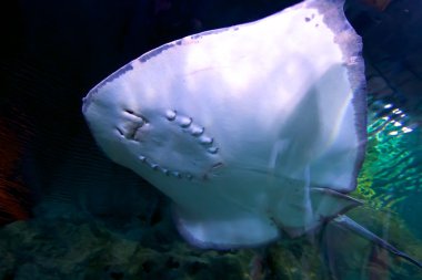 Güzel sualtı dünya okyanus