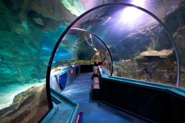 Güzel sualtı dünya okyanus