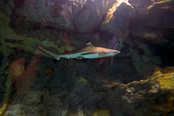 Beautiful underwater world of the ocean — Stock Photo, Image