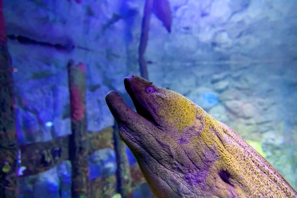 Красивий підводний світ океану — стокове фото
