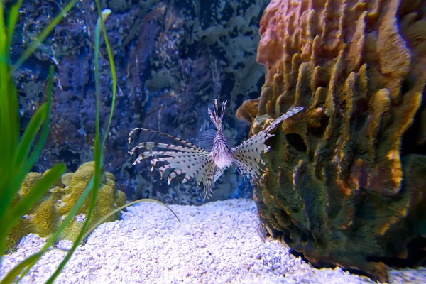 Beautiful underwater world of the ocean — Stock Photo, Image