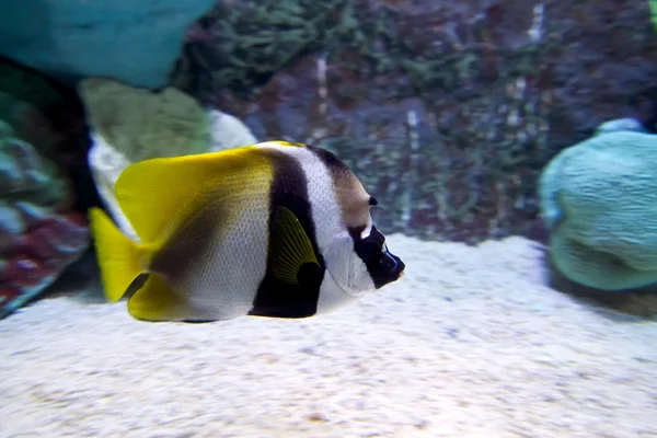 Beautiful underwater world of the ocean — Stock Photo, Image