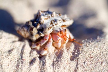 Güzel sualtı dünya okyanus
