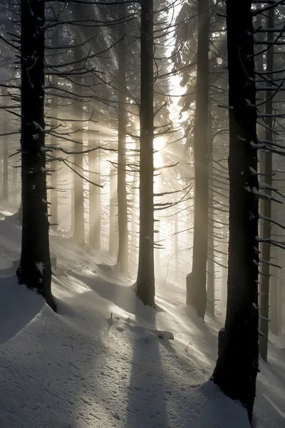 Raggi nella foresta invernale — Foto Stock