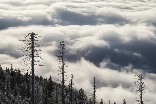 Brouillard hiver montagnes — Photo