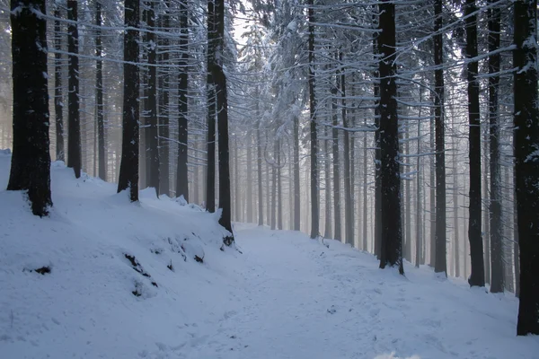 Nebbia nella foresta — Foto Stock