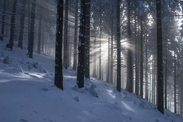 Stralen in winter forest — Stockfoto