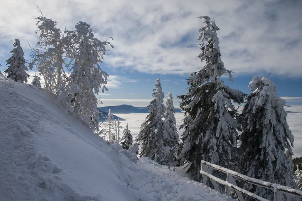 Florestas nevadas — Fotografia de Stock