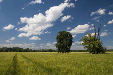 oder Nehri, ostrava, Çek Cumhuriyeti