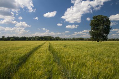 oder Nehri, ostrava, Çek Cumhuriyeti