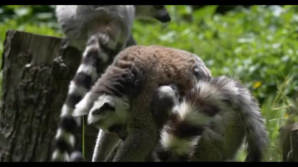 Lémur Bebé Con Familia Cerca Retrato — Vídeos de Stock