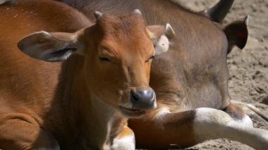 Banteng tembadau güzel Asyalı inek ağır çekimde dinleniyor. 