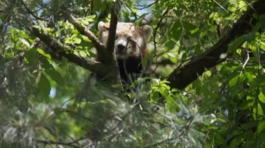 Kızıl Panda ağaca yavaş çekimde tırmanıyor.