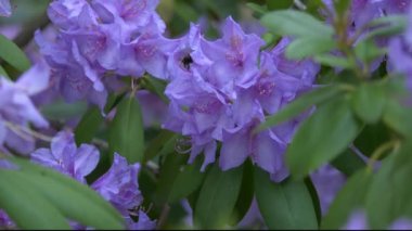 Çiçeğin içindeki yaban arısı yavaş çekim yakın çekim 