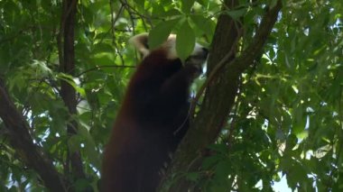 Kızıl Panda ağaca yavaş çekimde tırmanıyor.